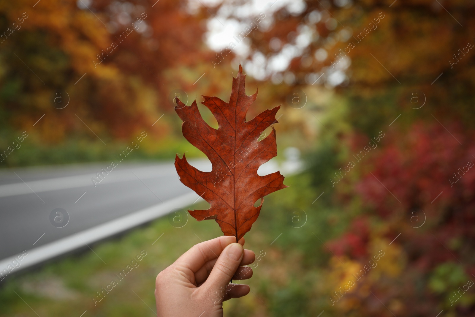 Photo of Woman holding beautiful dry leaf outdoors, closeup. Autumn season