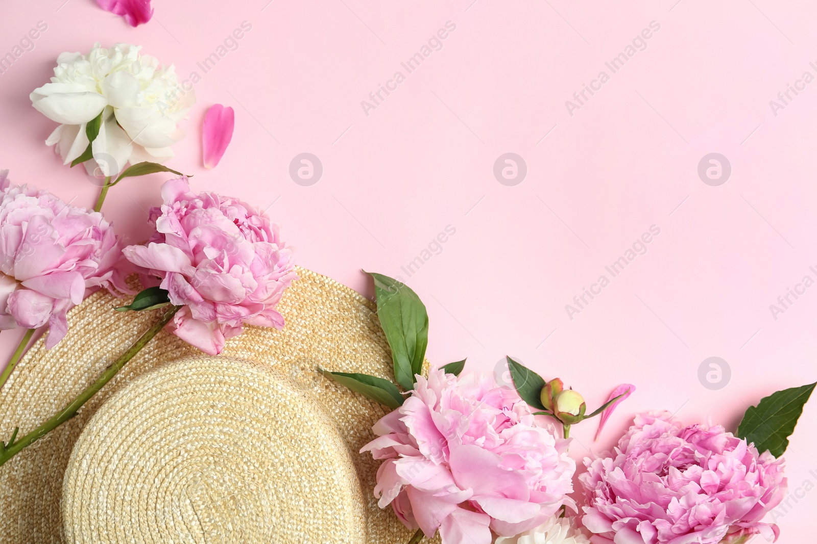 Photo of Bouquet of beautiful peonies with straw hat on pink background, flat lay. Space for text