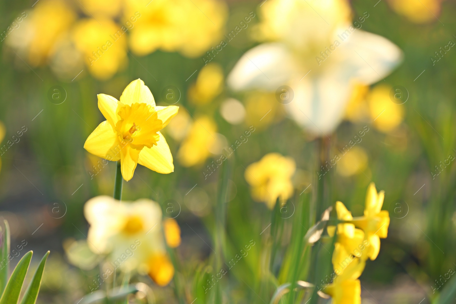 Photo of Fresh beautiful narcissus flower in field on sunny day, selective focus with space for text