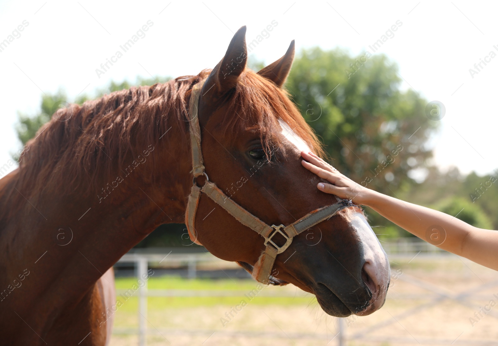 Photo of Woman petting chestnut horse in paddock on sunny day. Beautiful pet