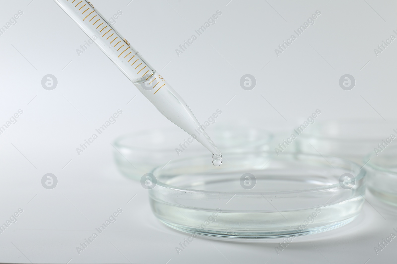 Photo of Dripping liquid from pipette into petri dish on light background, closeup