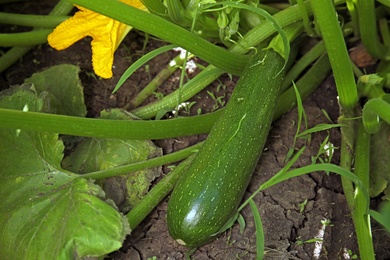 Photo of Plant with ripe tasty squash in garden