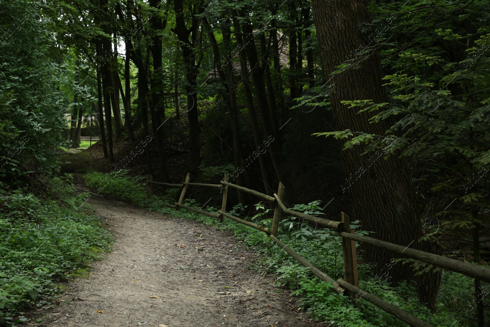 Photo of Picturesque view of pathway in forest on summer day