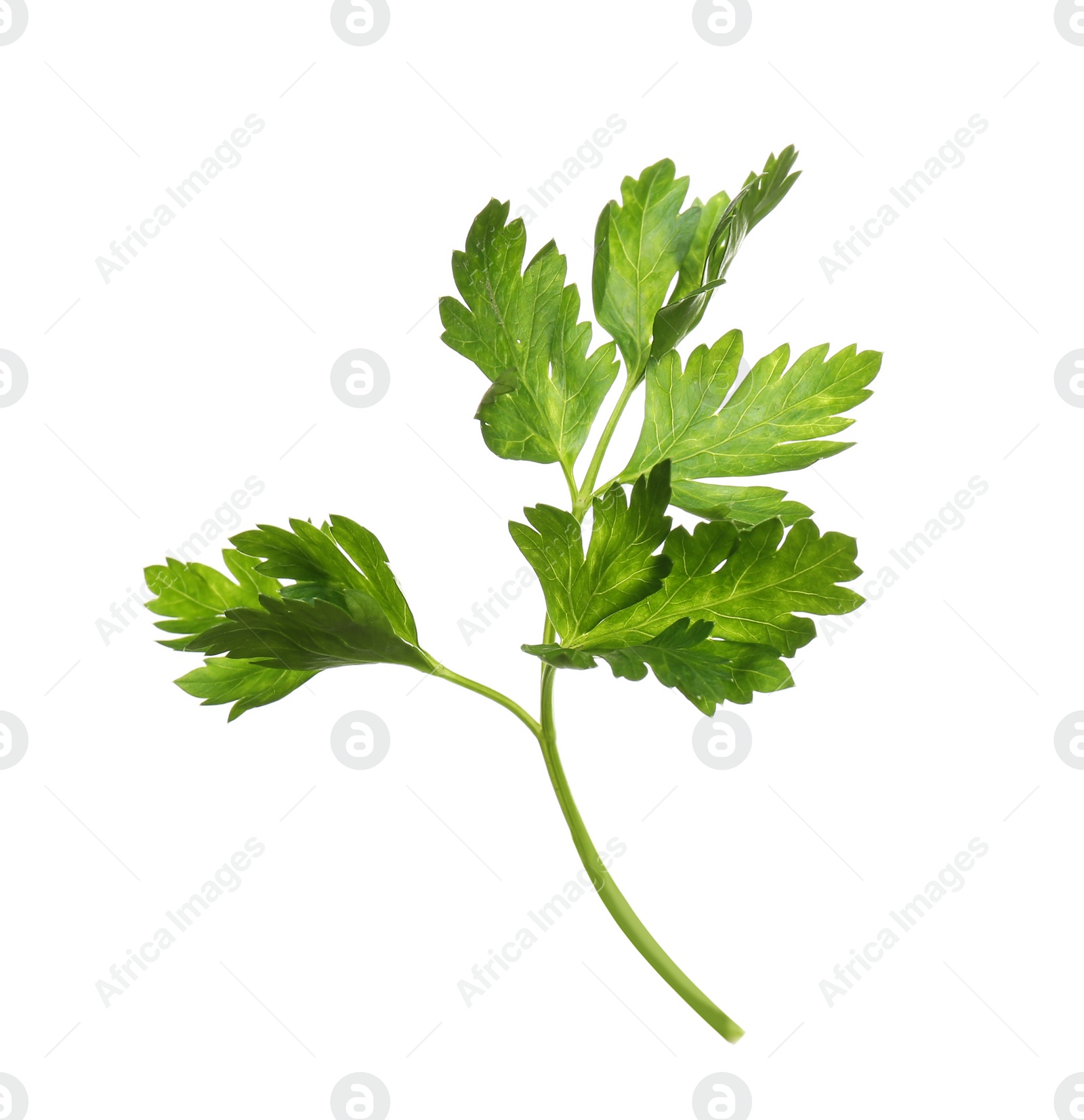 Photo of Fresh green organic parsley on white background