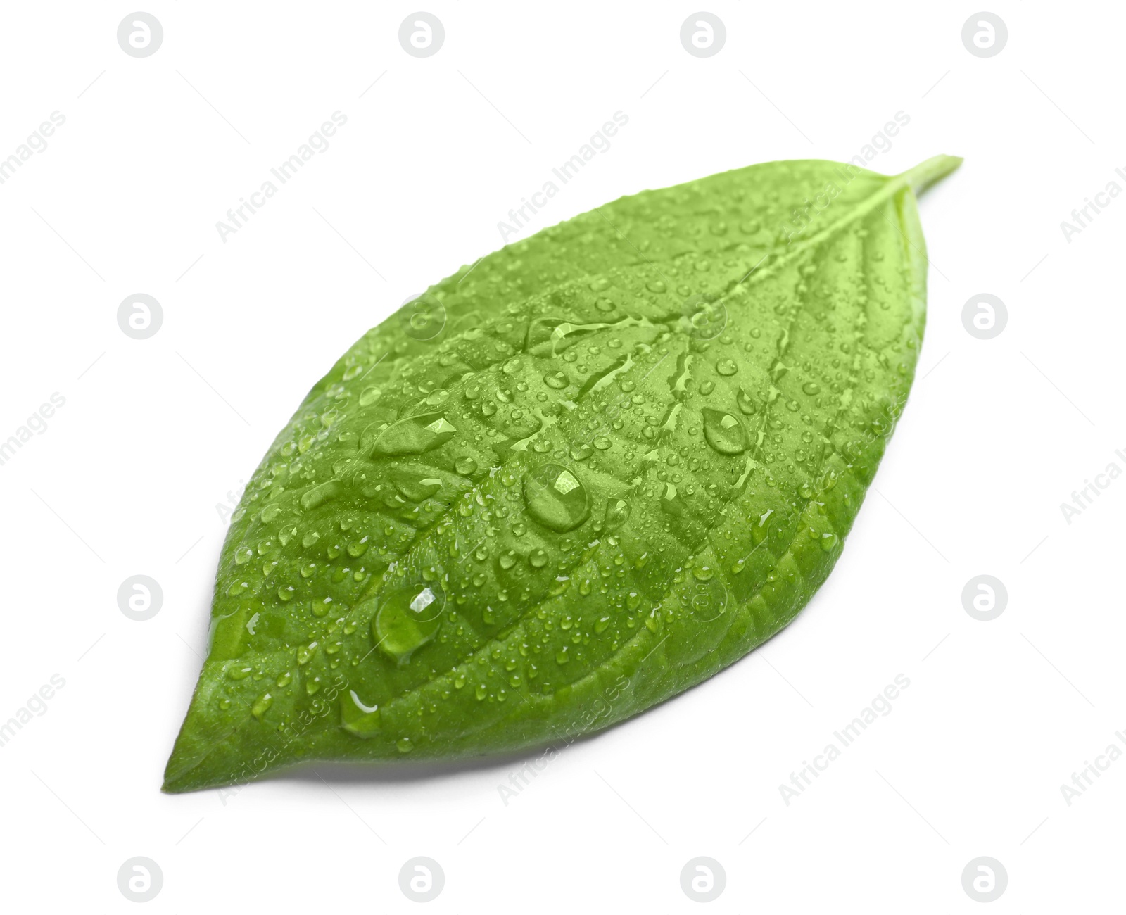 Photo of Green leaf with dew on white background