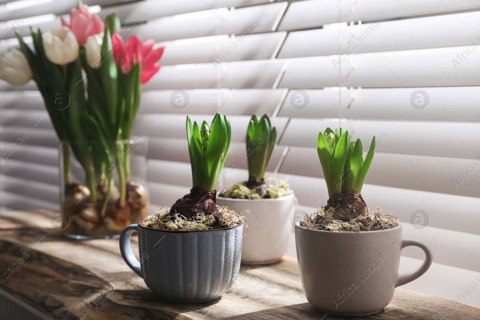 Photo of Potted hyacinth plants and tulips with bulbs on wooden table