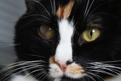 Photo of Cute cat with corneal opacity in eye, closeup