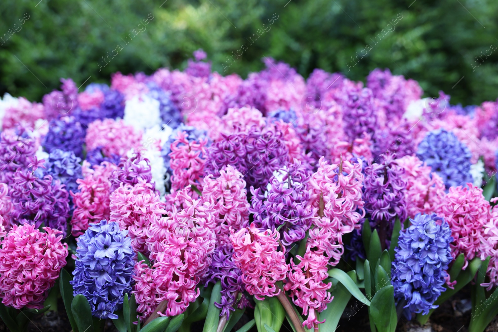 Photo of Many beautiful hyacinth flowers growing outdoors. Spring season