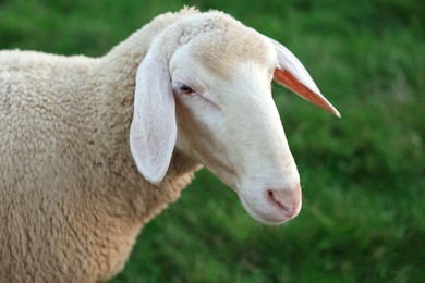Photo of Cute sheep grazing on green pasture, closeup. Farm animal