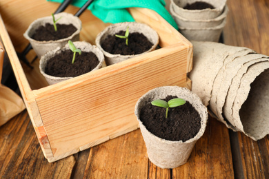 Young seedlings in peat pots on wooden table