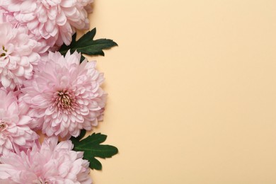 Photo of Beautiful chrysanthemum flowers on beige background, flat lay. Space for text