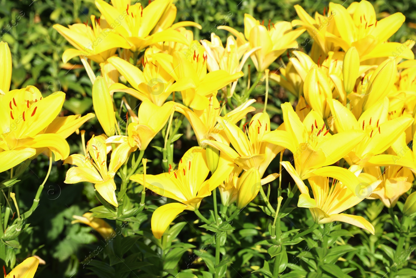 Photo of Beautiful bright yellow lilies growing at flower field