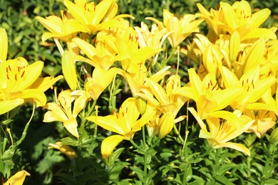 Photo of Beautiful bright yellow lilies growing at flower field