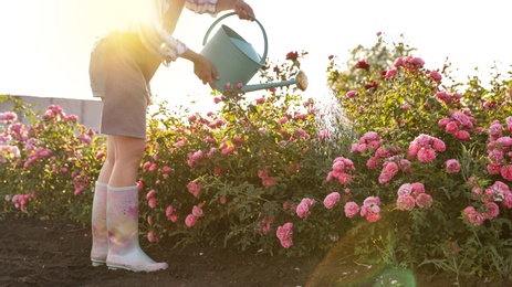 Closeup view of woman watering rose bushes outdoors. Gardening tool