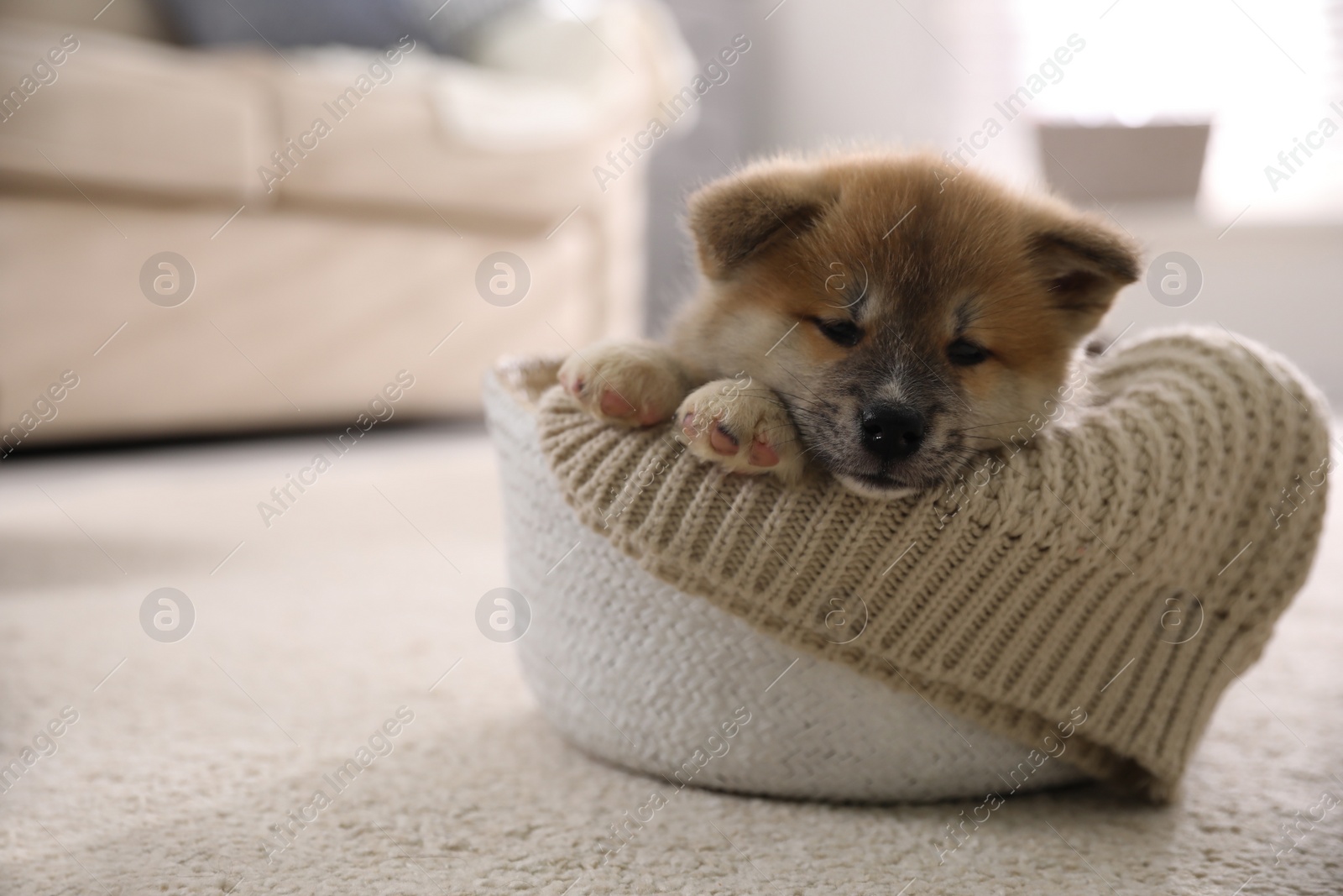 Photo of Adorable Akita Inu puppy in dog bed indoors