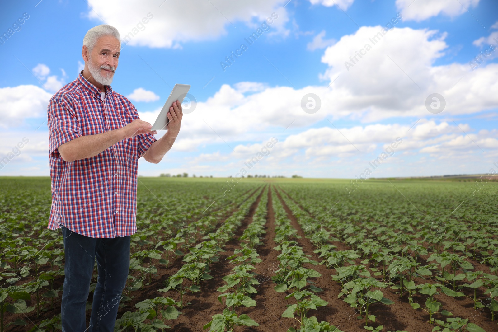 Image of Farmer with tablet computer in field. Harvesting season