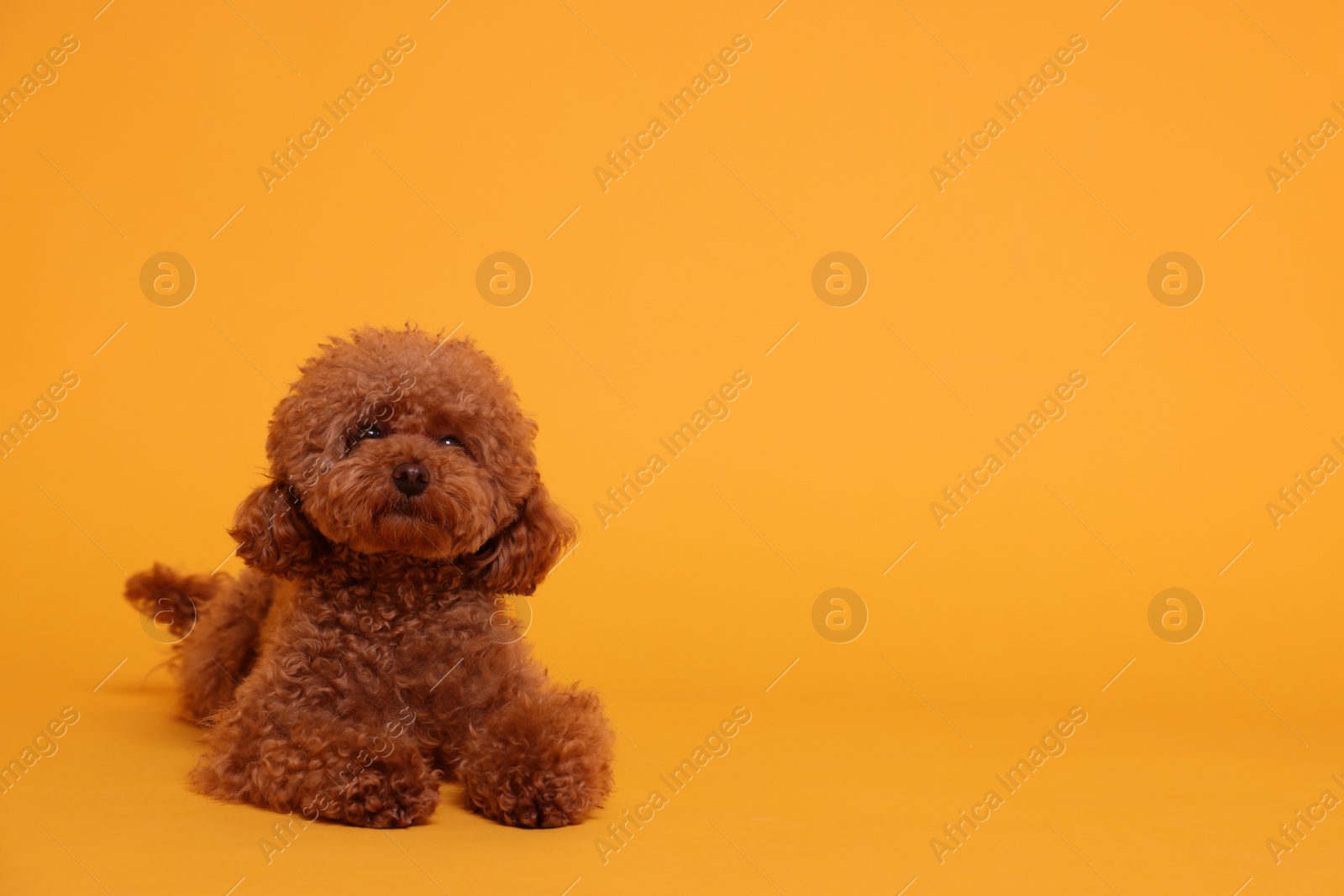Photo of Cute Maltipoo dog on orange background, space for text. Lovely pet