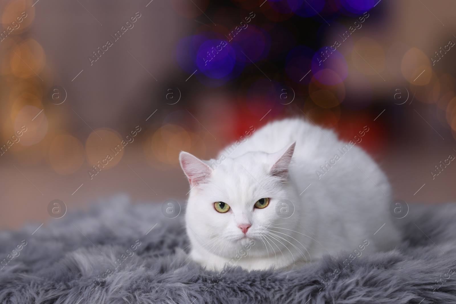 Photo of Christmas atmosphere. Cute cat lying on fur rug against blurred lights. Space for text