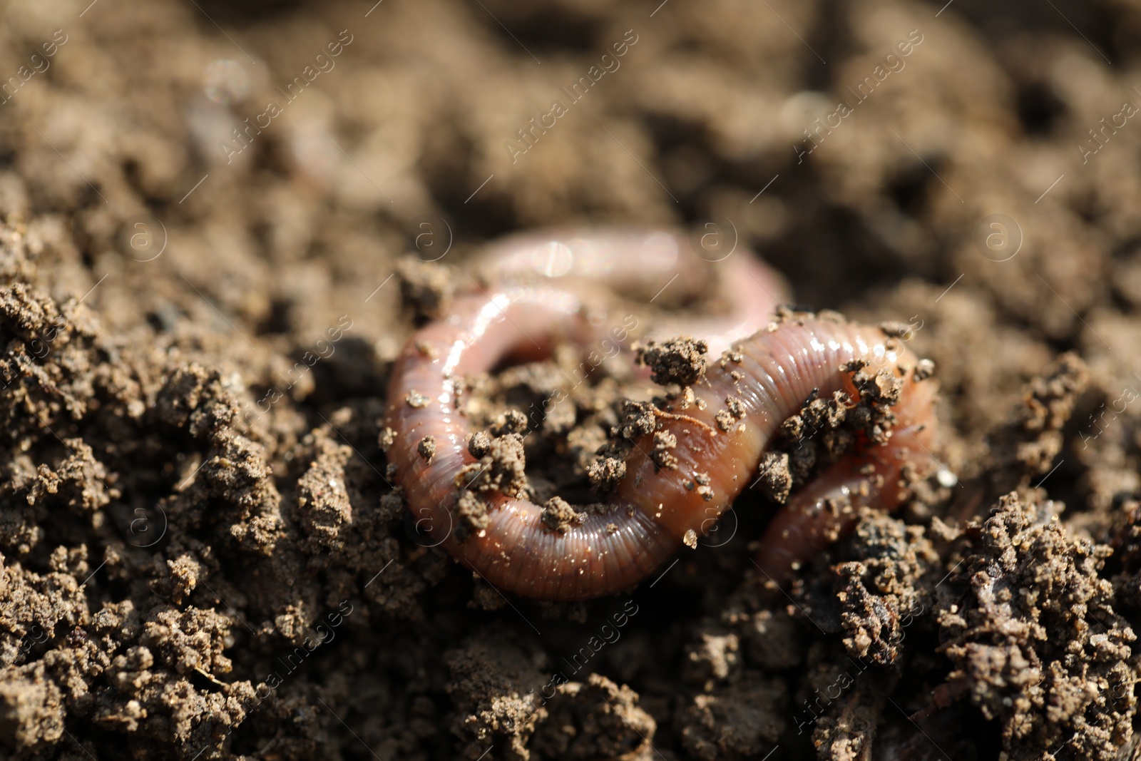 Photo of One worm on wet soil on sunny day, closeup