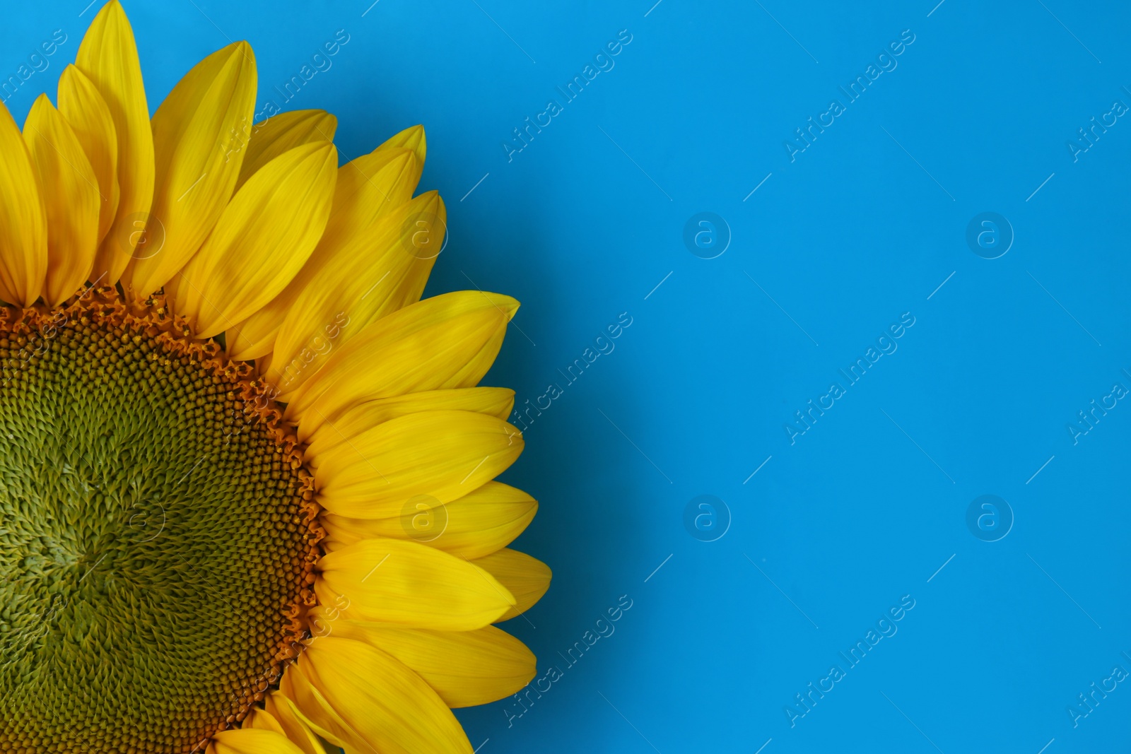 Photo of Beautiful sunflower on light blue background, top view. Space for text