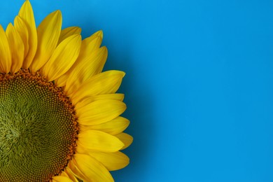 Beautiful sunflower on light blue background, top view. Space for text