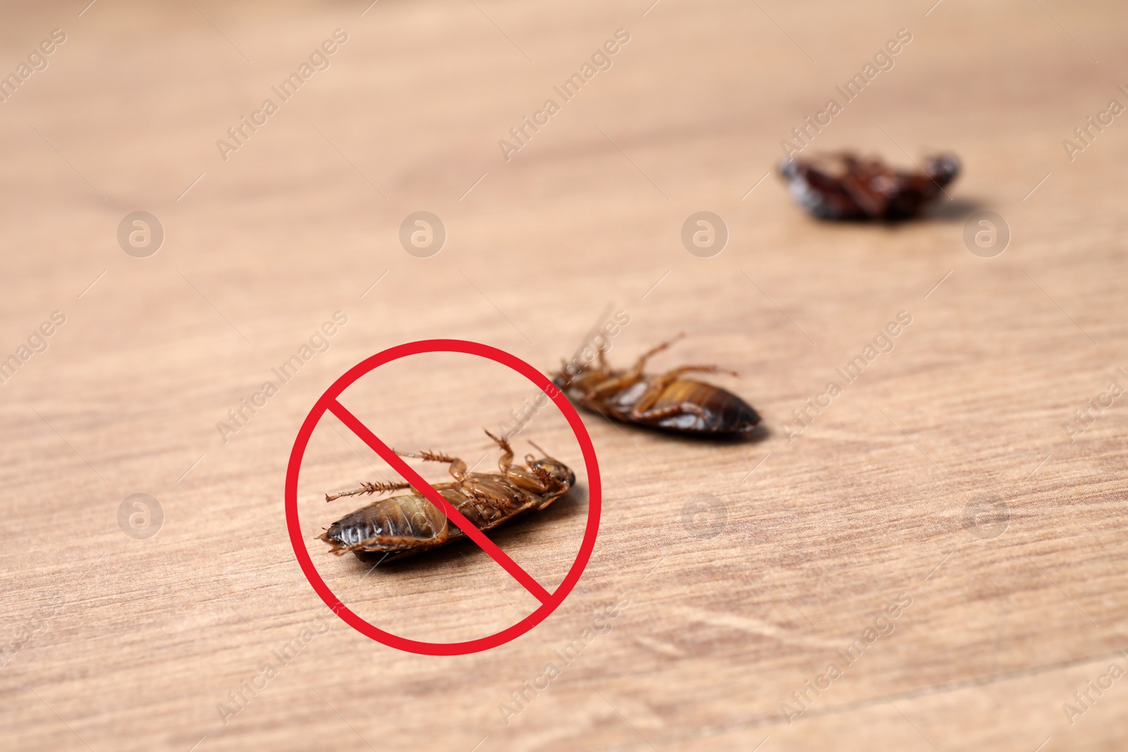 Image of Dead cockroaches with red prohibition sign on wooden floor. Pest control