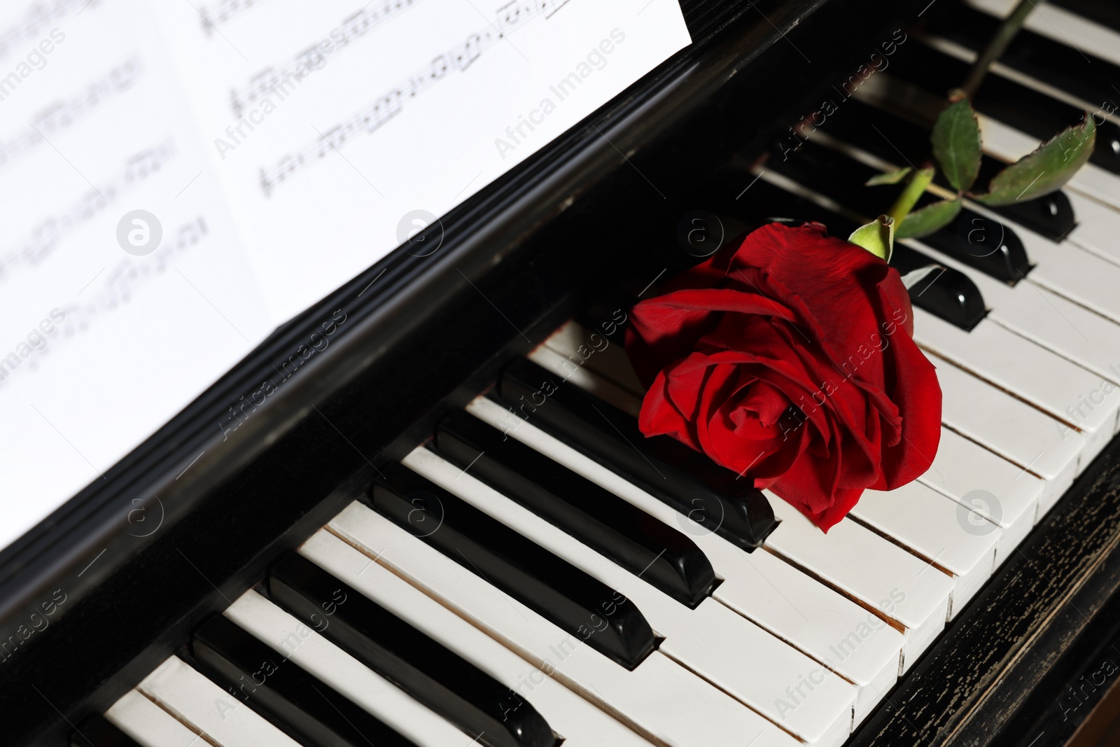 Photo of Beautiful red rose and musical notes on piano, closeup