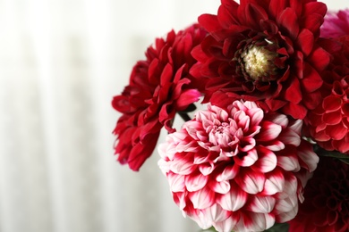 Beautiful dahlia flowers on blurred background, closeup