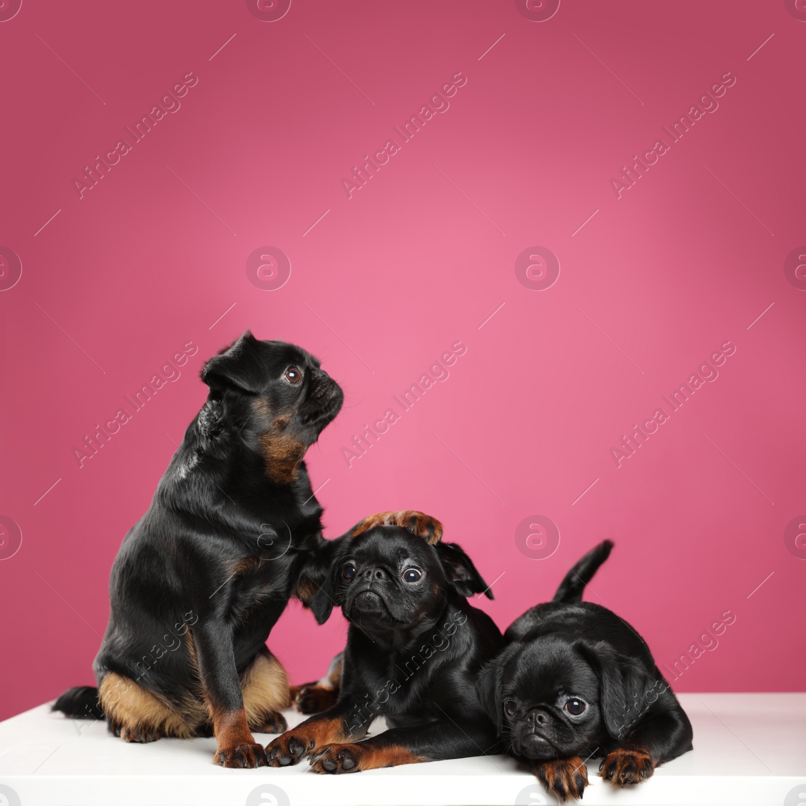 Photo of Adorable black Petit Brabancon dogs on white table against pink background