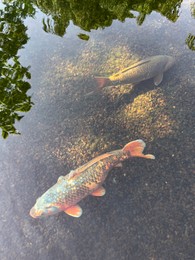 Golden carps swimming in pond on summer day