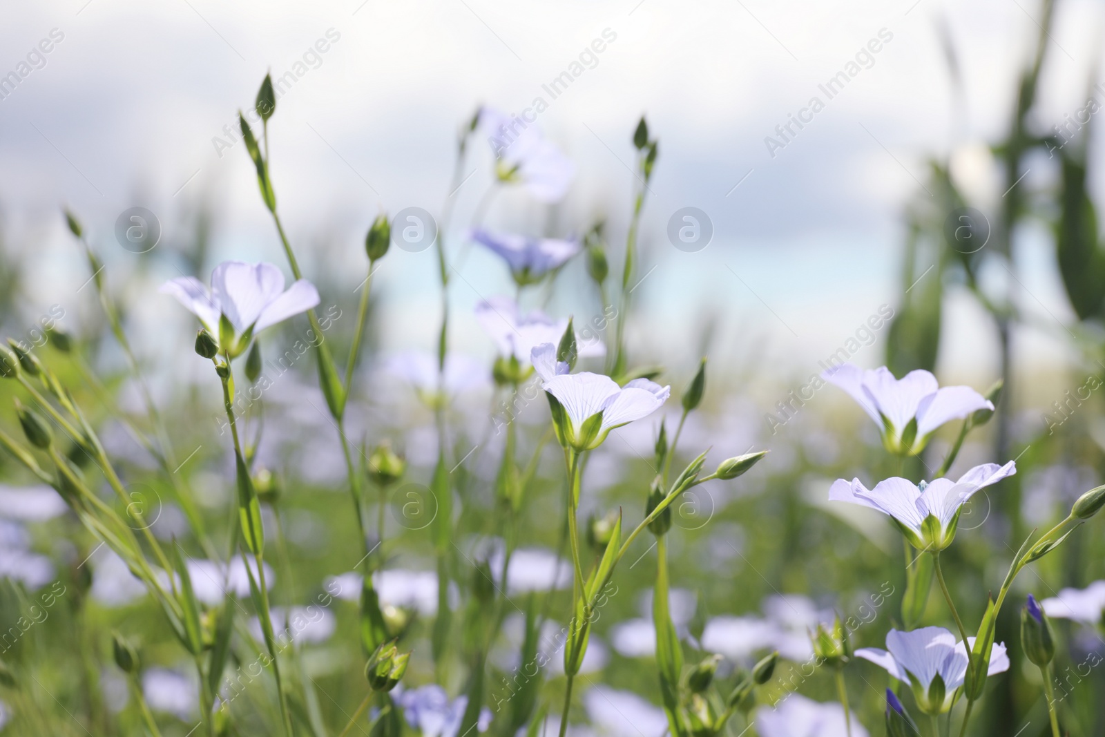 Photo of Closeup view of beautiful blooming flax field