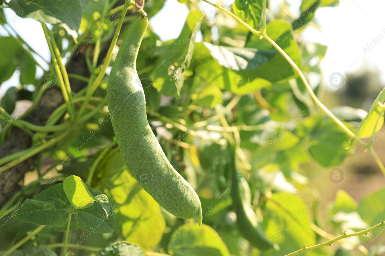 Photo of Fresh green beans growing outdoors on sunny day, closeup