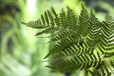 Photo of Beautiful tropical fern leaf on blurred background