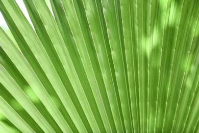 Photo of Beautiful tropical palm leaf, closeup