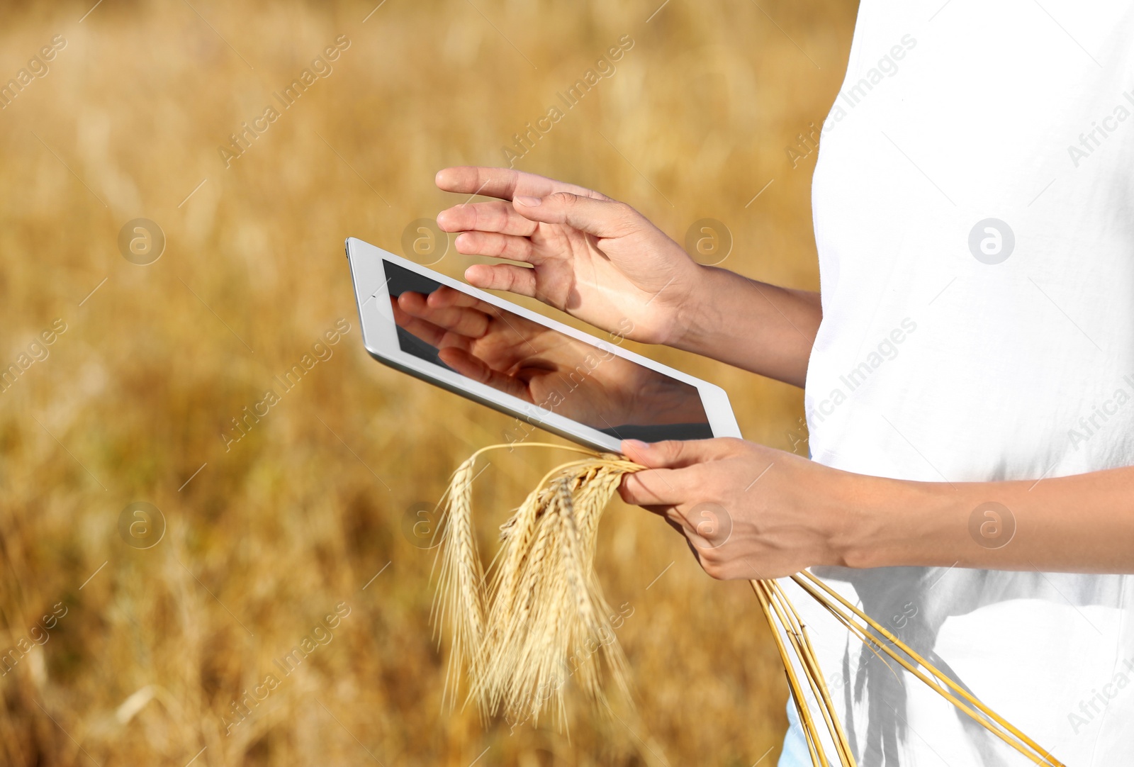 Photo of Agronomist with tablet in wheat field. Cereal grain crop