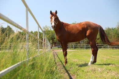 Photo of Chestnut horse in paddock on sunny day. Beautiful pet