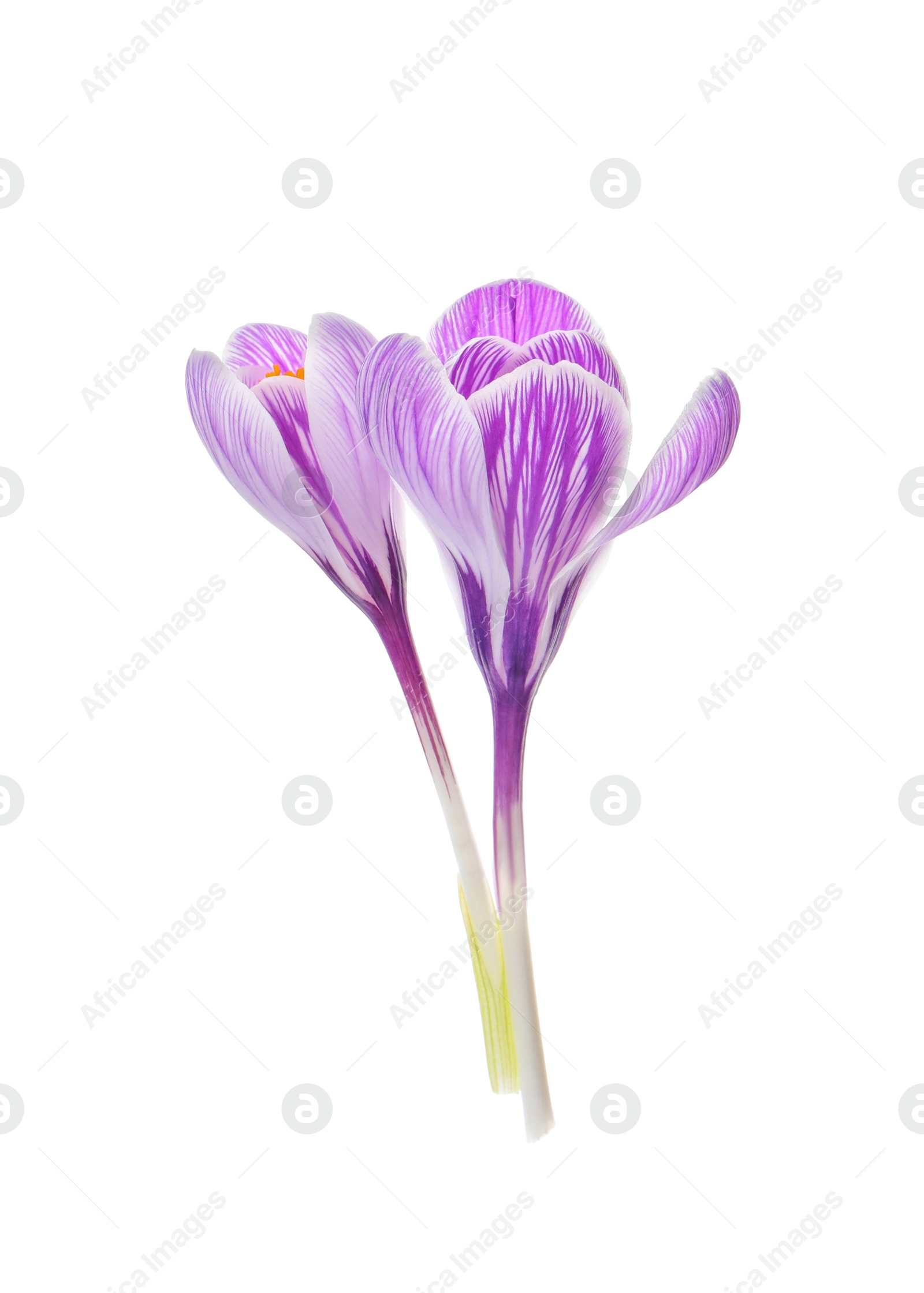 Photo of Beautiful fresh crocus flowers on white background