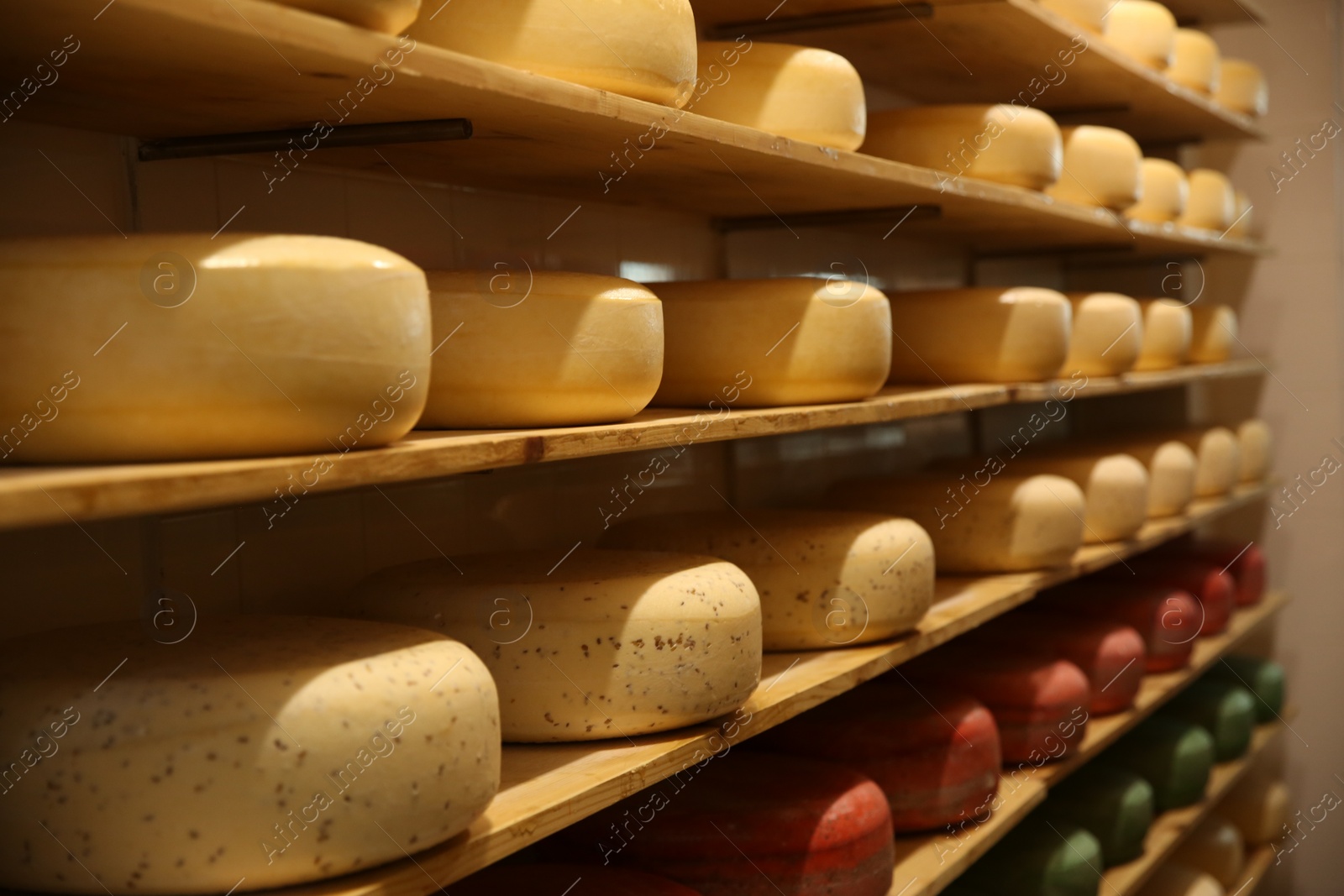 Photo of Fresh cheese heads on shelves in factory warehouse