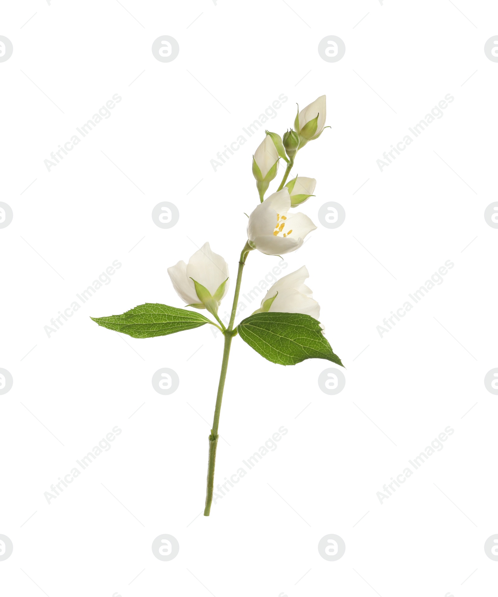 Photo of Beautiful flowers of jasmine plant with leaves on white background