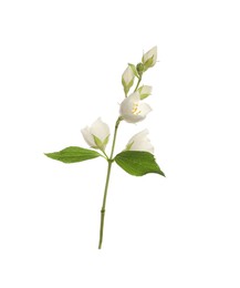 Beautiful flowers of jasmine plant with leaves on white background