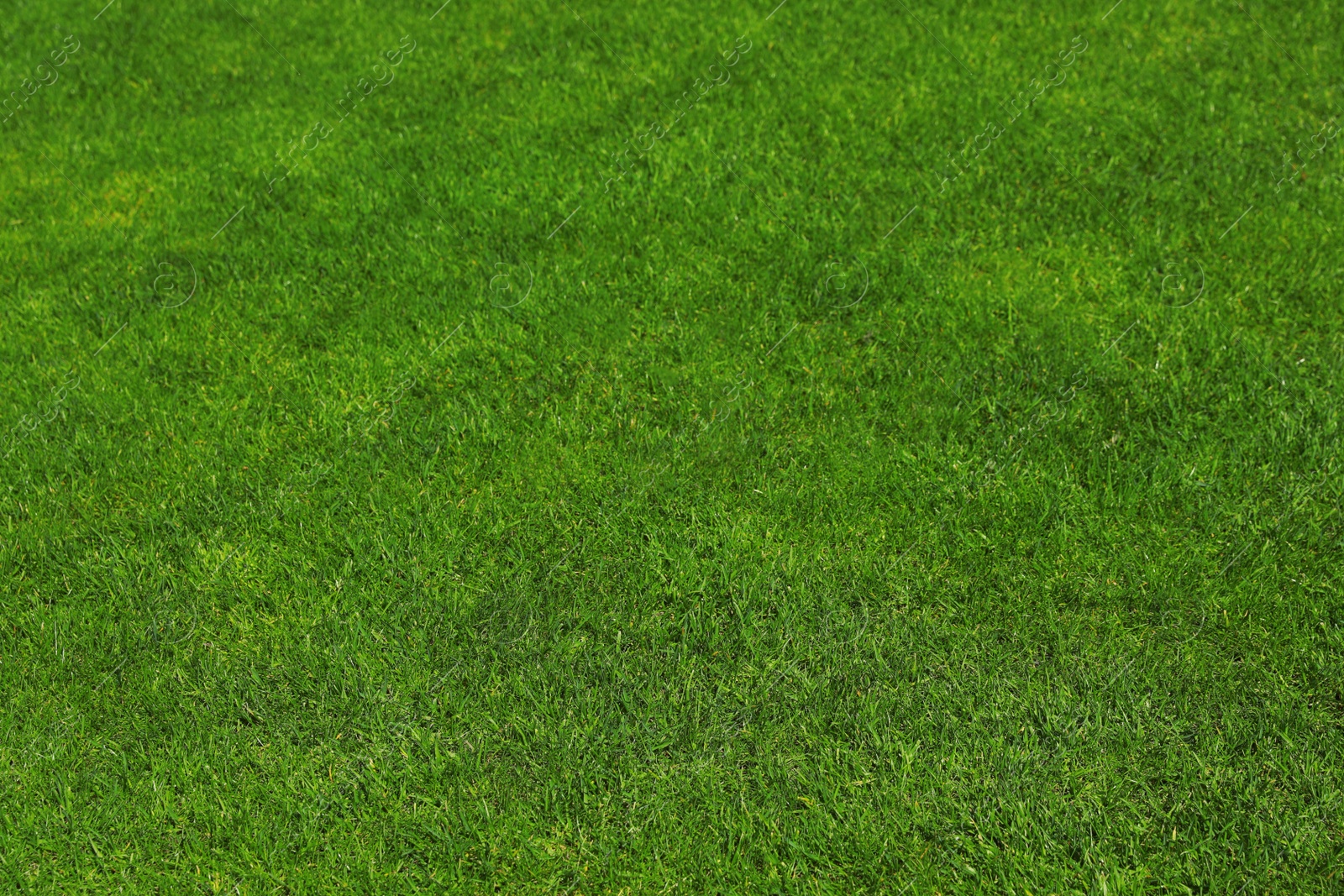 Photo of Fresh green grass as background, closeup view