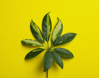 Photo of Leaf of tropical schefflera plant on color background, top view
