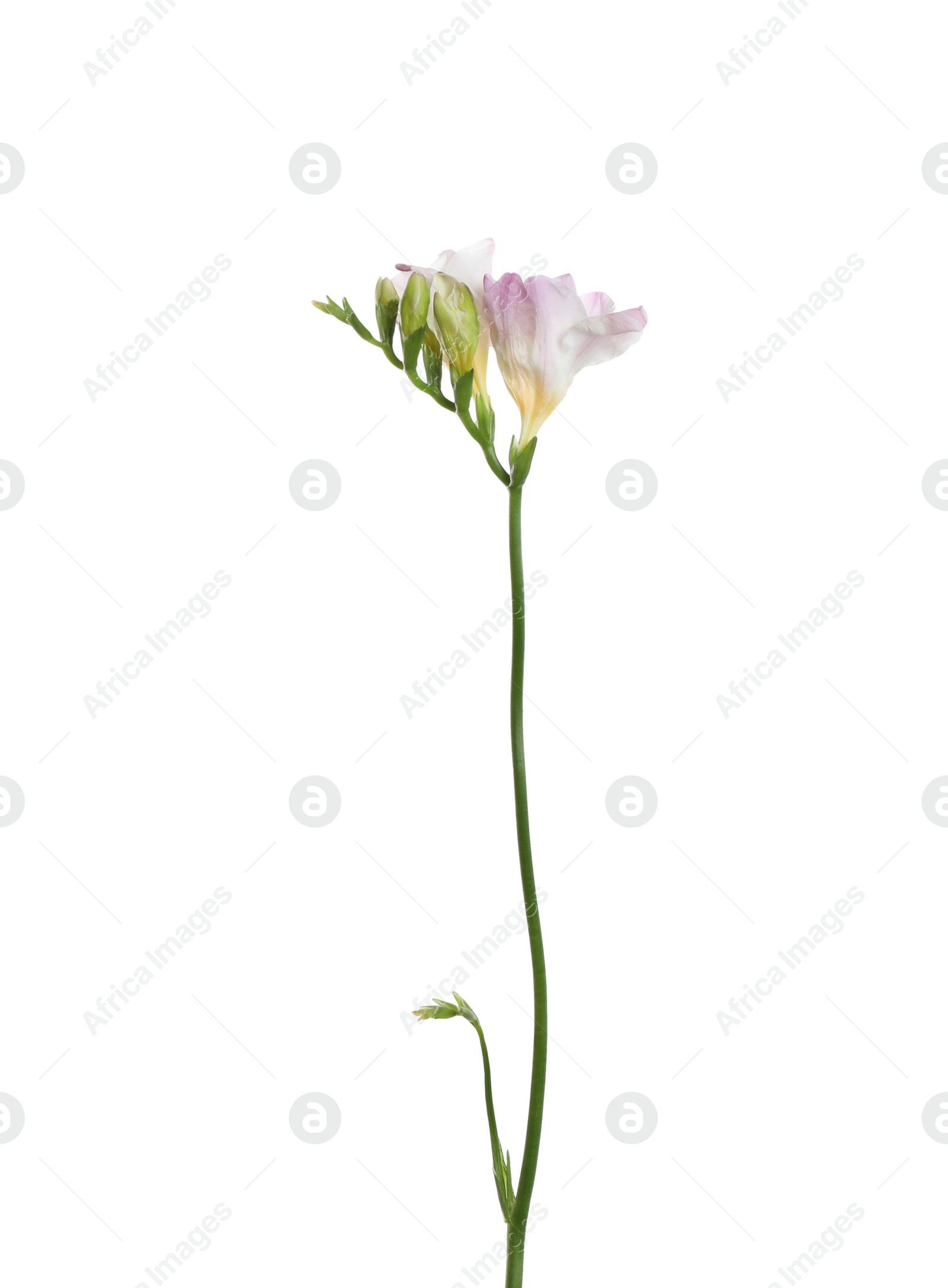 Photo of Beautiful tender freesia flower isolated on white