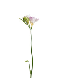 Beautiful tender freesia flower isolated on white