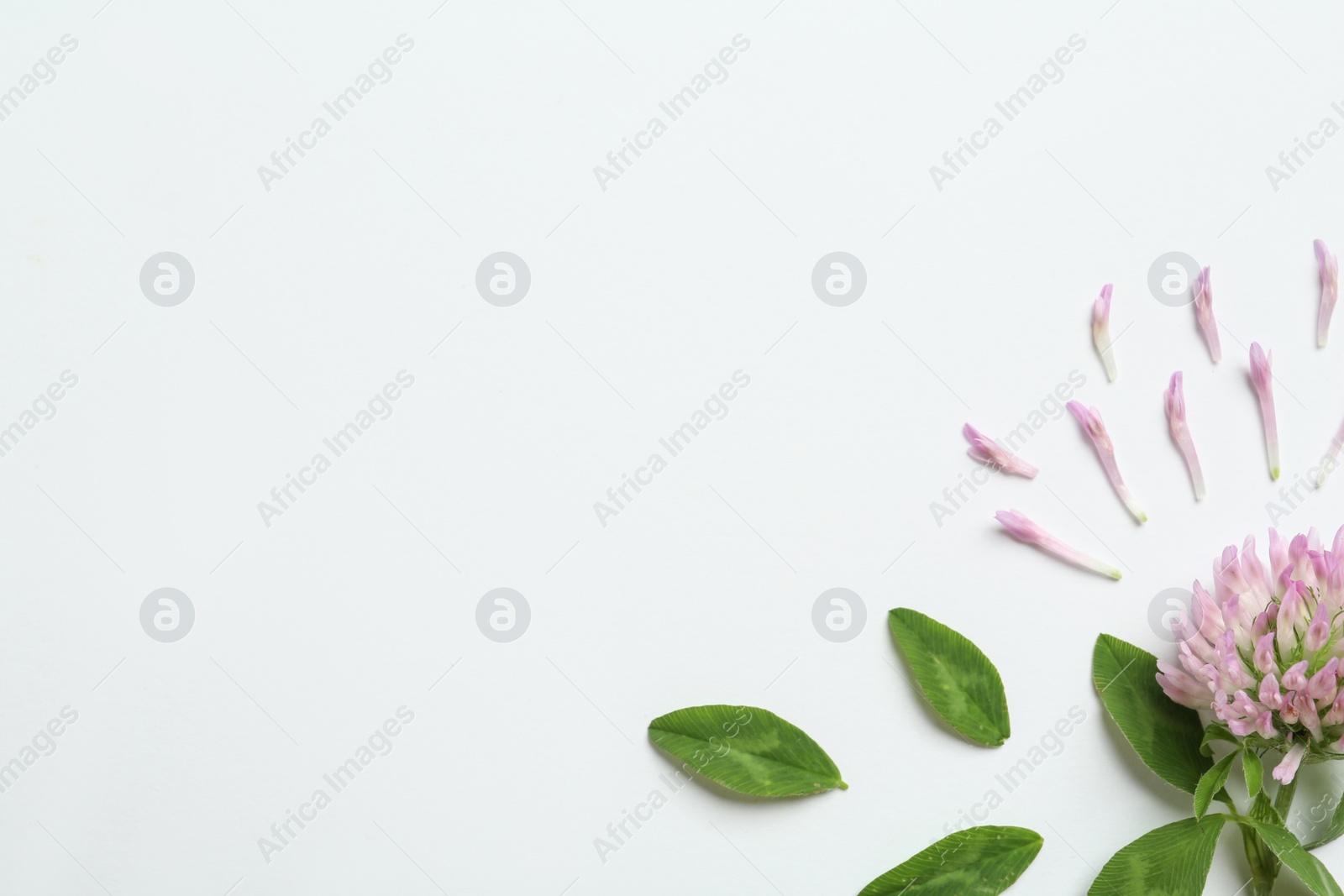 Photo of Composition with beautiful clover flower, petals and leaves on white background, top view