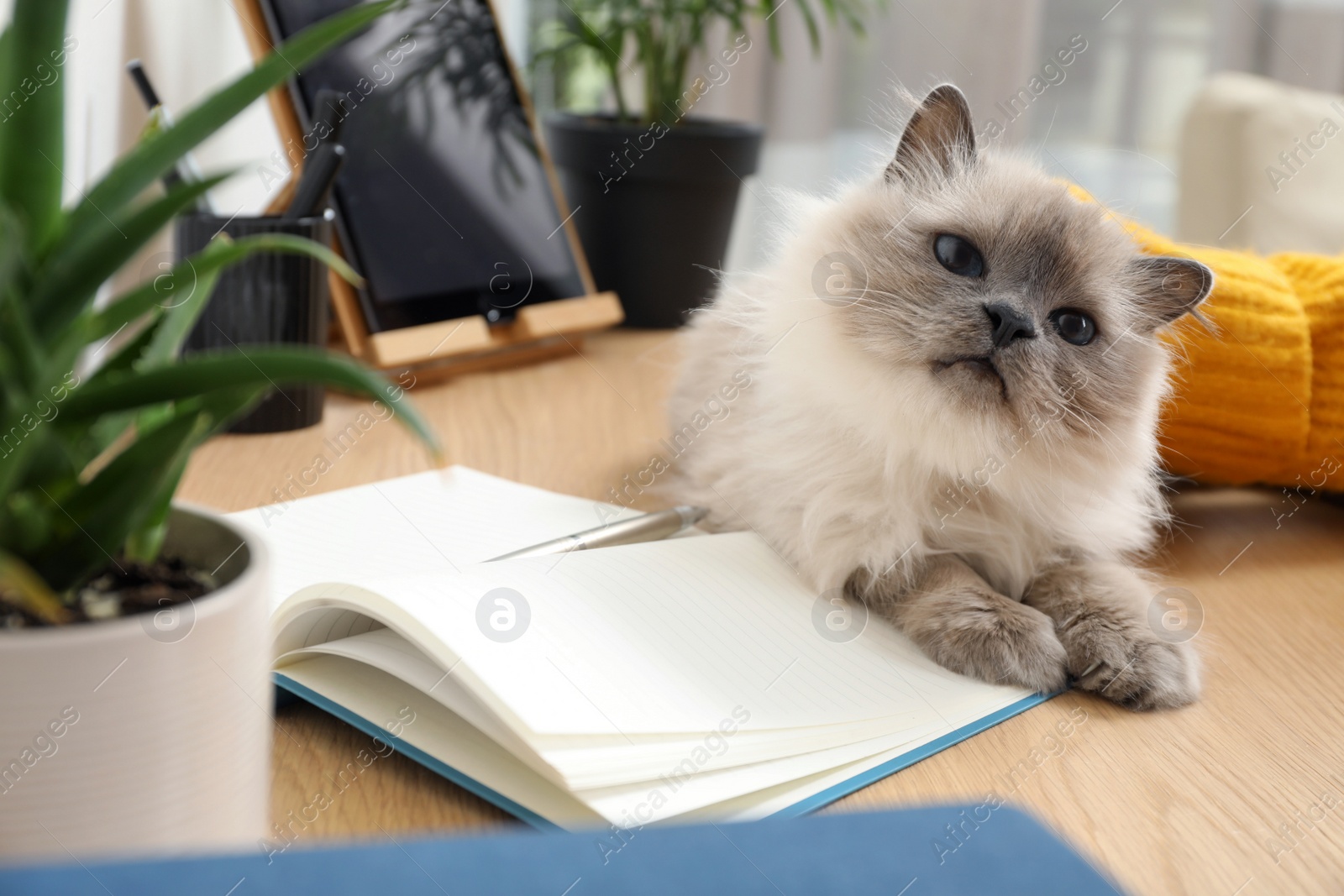 Photo of Woman petting beautiful birman cat at wooden table indoors, closeup