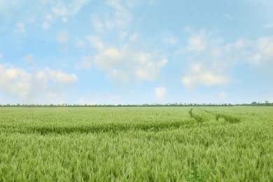 Photo of Beautiful view of field with ripening wheat