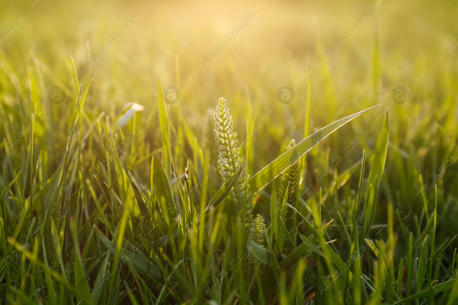 Photo of Fresh green grass outdoors on sunny day, closeup