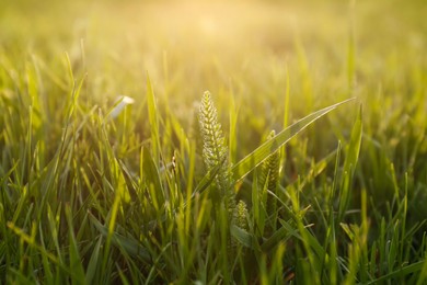 Photo of Fresh green grass outdoors on sunny day, closeup