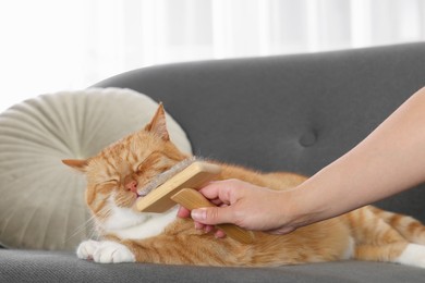 Photo of Woman brushing cute ginger cat's fur on couch indoors, closeup